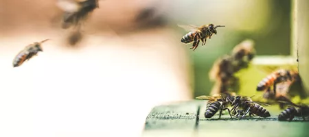 AQ Apiclture Industry