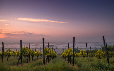 AQ Courses Wine 1