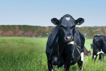 Herd Health 1420x600px