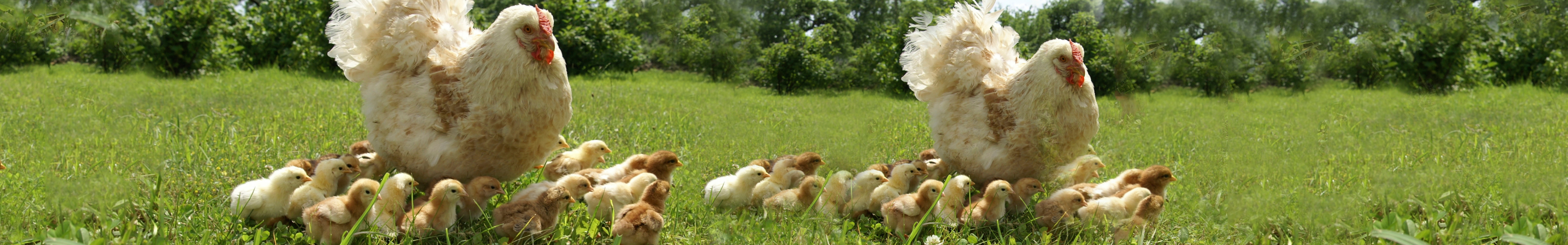 Topstock animal welfare