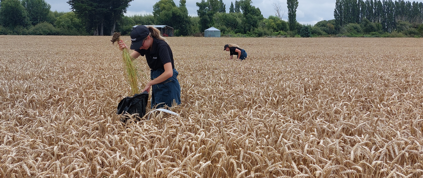 Biosecurity black grass 1420x600px