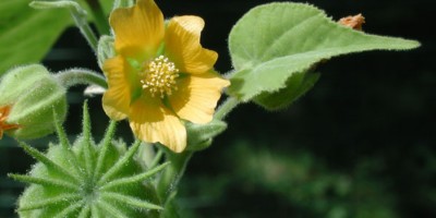 news velvetleaf