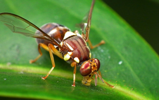 news fruitfly