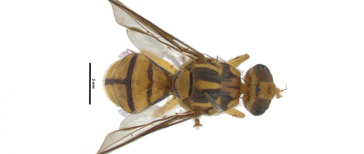 news taufly