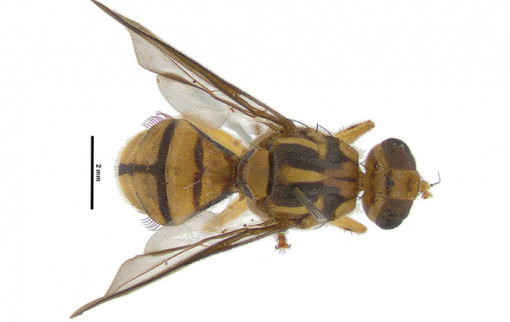 news taufly