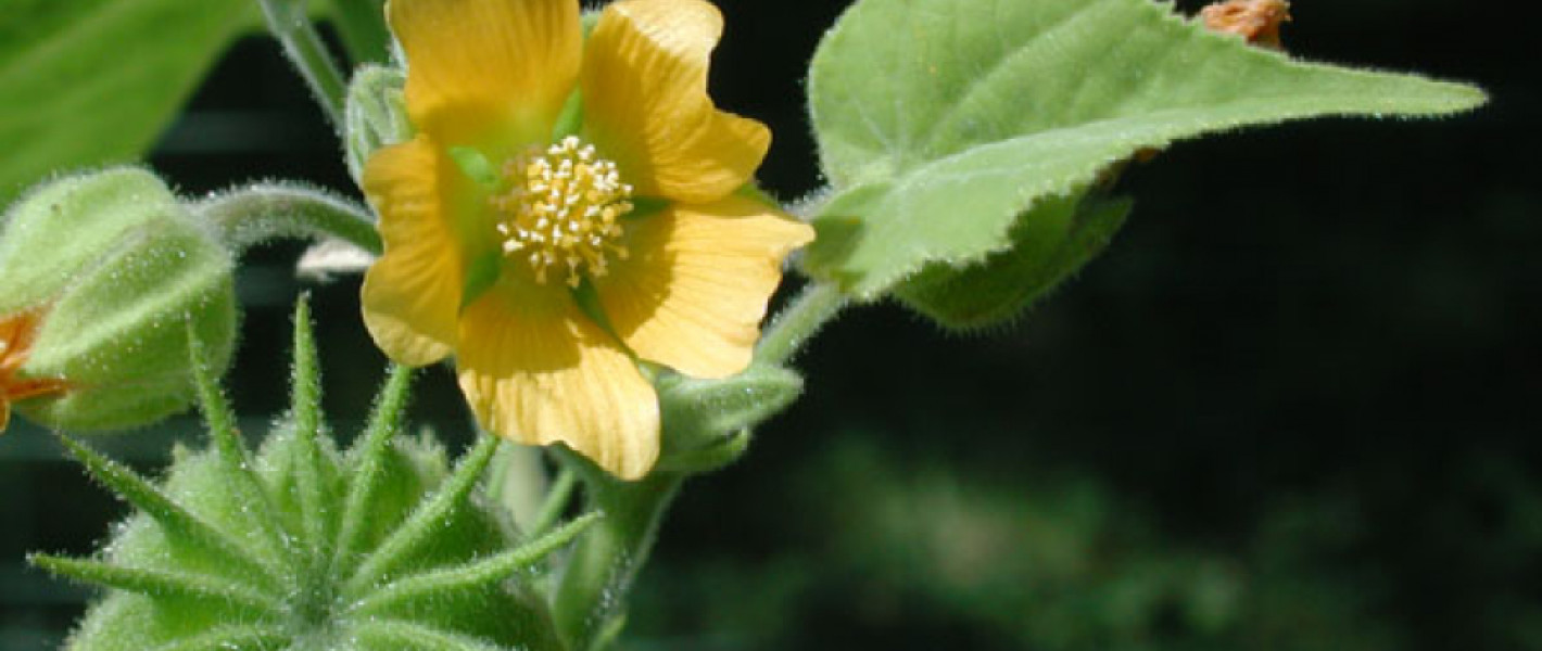 news velvetleaf