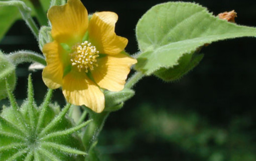 news velvetleaf