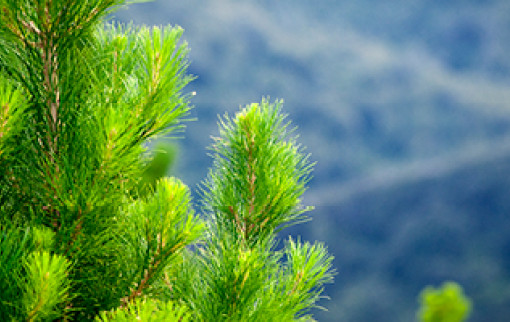 Forestry