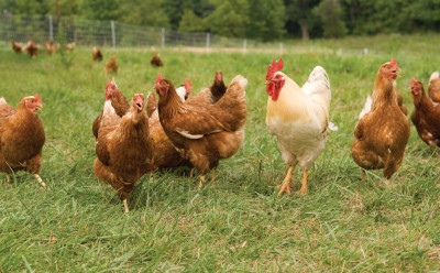 AQ Courses Poultry 1