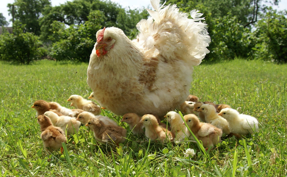 AQ Courses Poultry 2