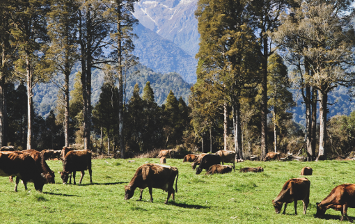 Aotearoas First Farm Carbon Certification Programme v4