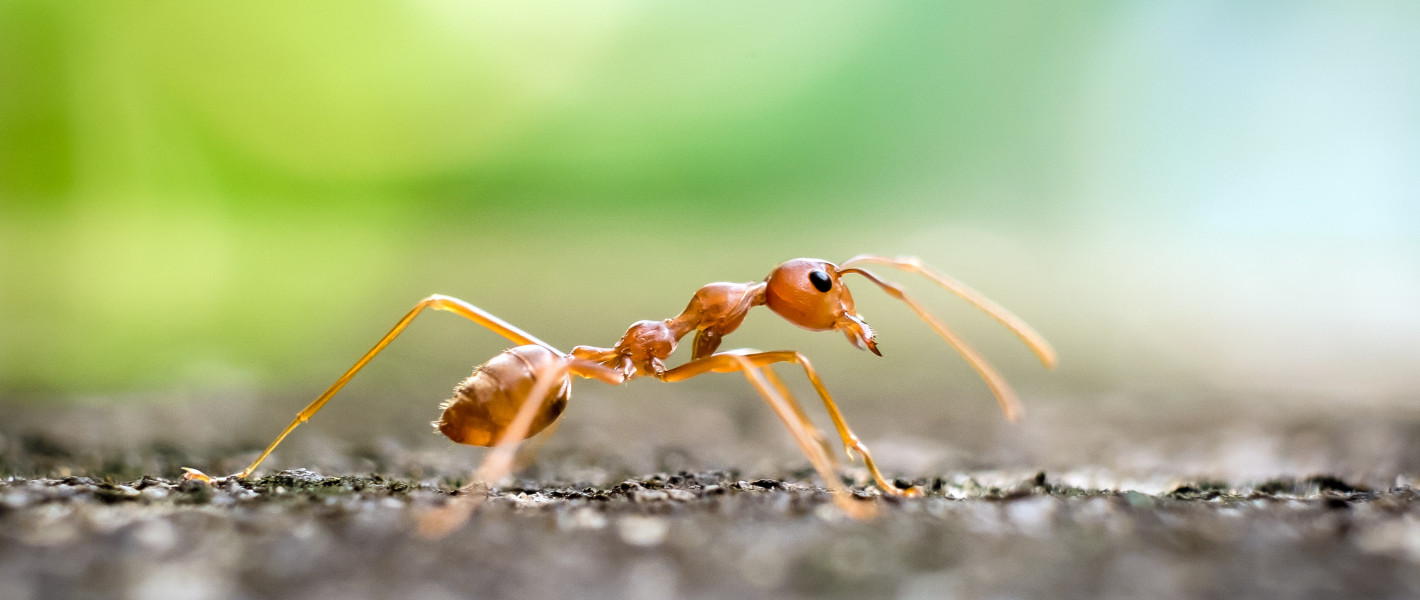 Red Fire Ant